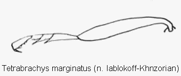 tetrabrachys_marginatus_htr.gif