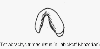 tetrabrachys_trimaculatus_sperm.gif