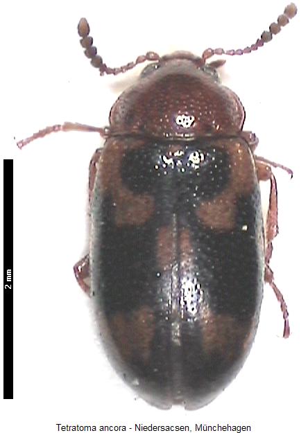 tetratoma_ancora_hab.jpg