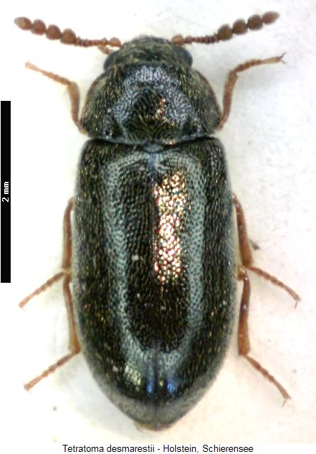 tetratoma_desmarestii_hab.jpg