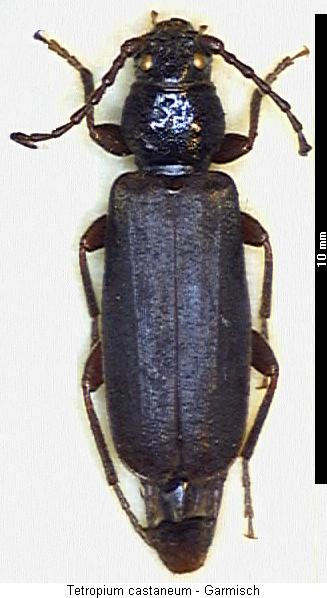 tetropium_castaneum_hab.jpg