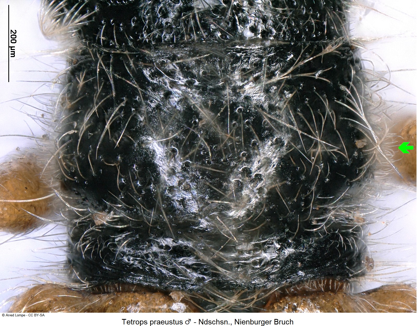 tetrops_praeustus_m_ck35742080_hsch.jpg