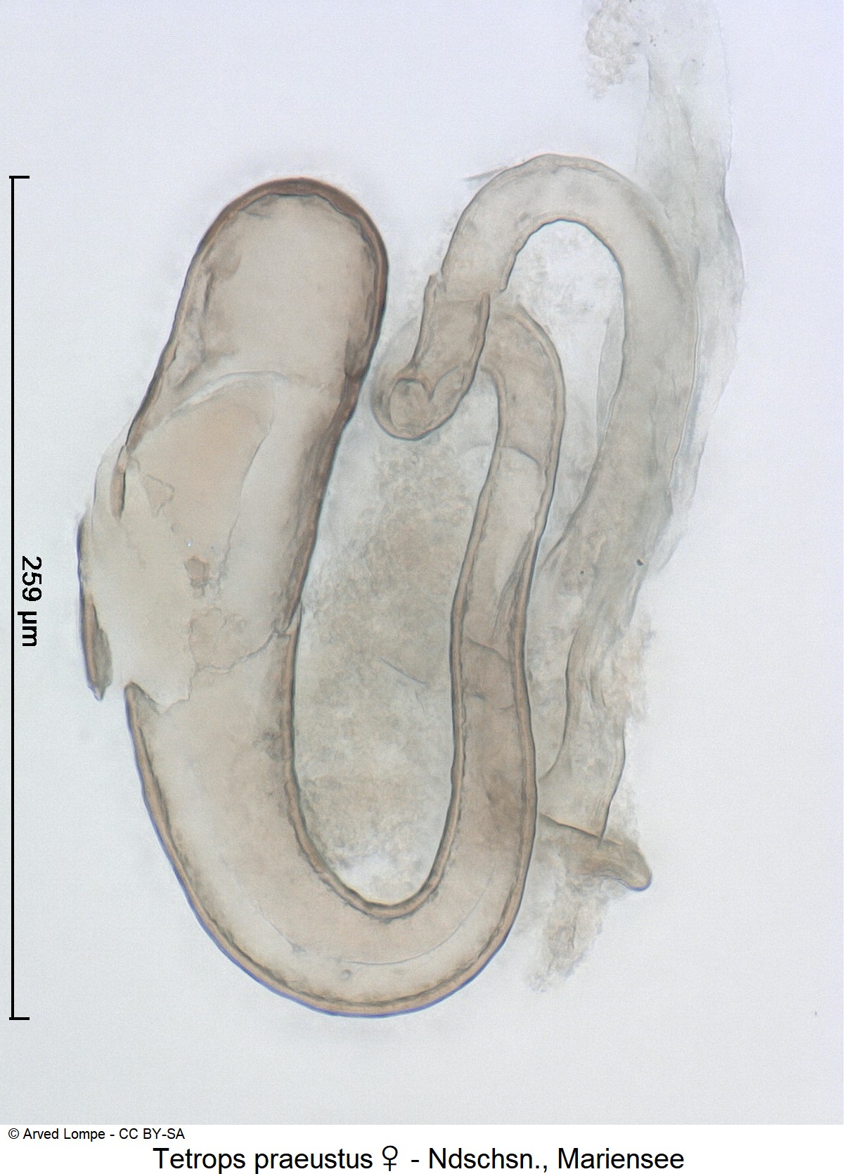 tetrops_praeustus_w_ck19247_sperm.jpg