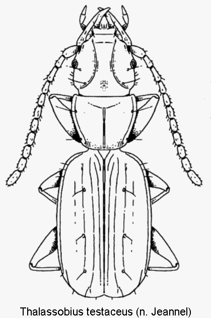 thalassobius_testaceus_hab.gif