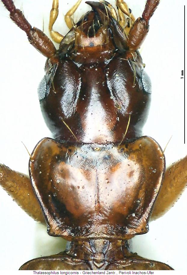 thalassophilus_longicornis_vk.jpg