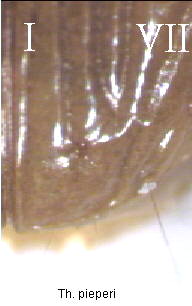 thalassophilus_pieperi_fld.jpg