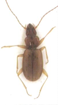 thalassophilus_pieperi_hab.jpg