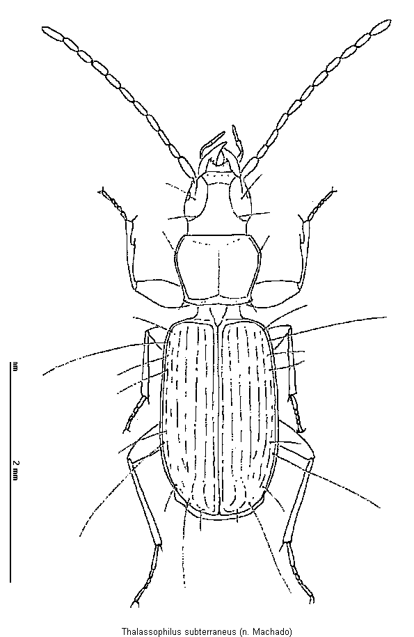 thalassophilus_subterraneus_hab.gif