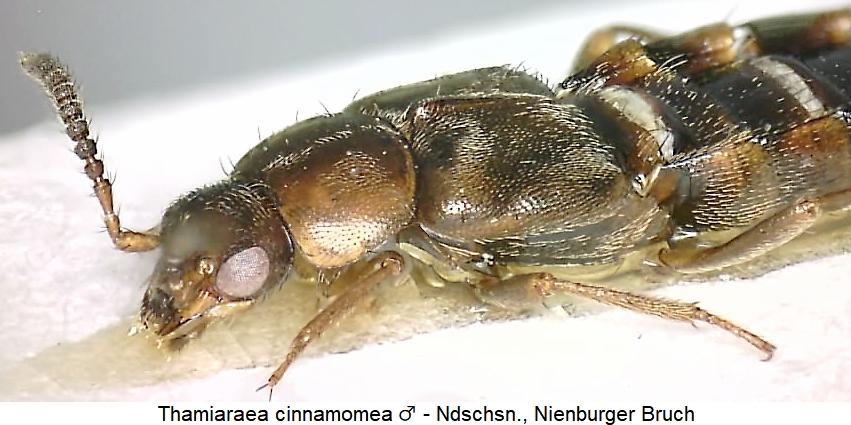 thamiaraea_cinnamomea_sa.jpg