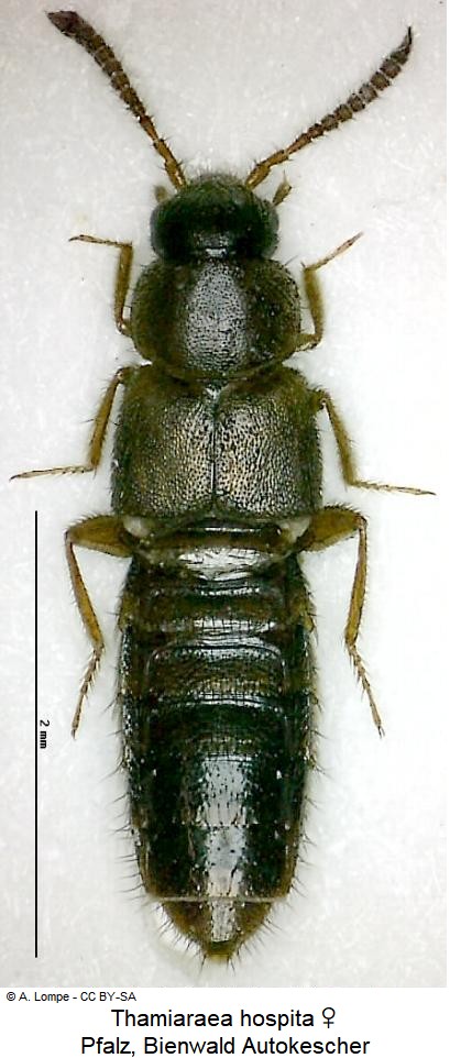 thamiaraea_hospita_hab.jpg