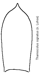 thamiocolus_signatus.gif