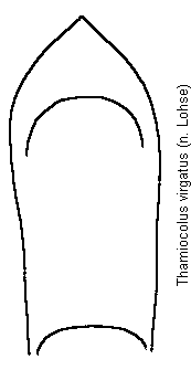 thamiocolus_virgatus.gif