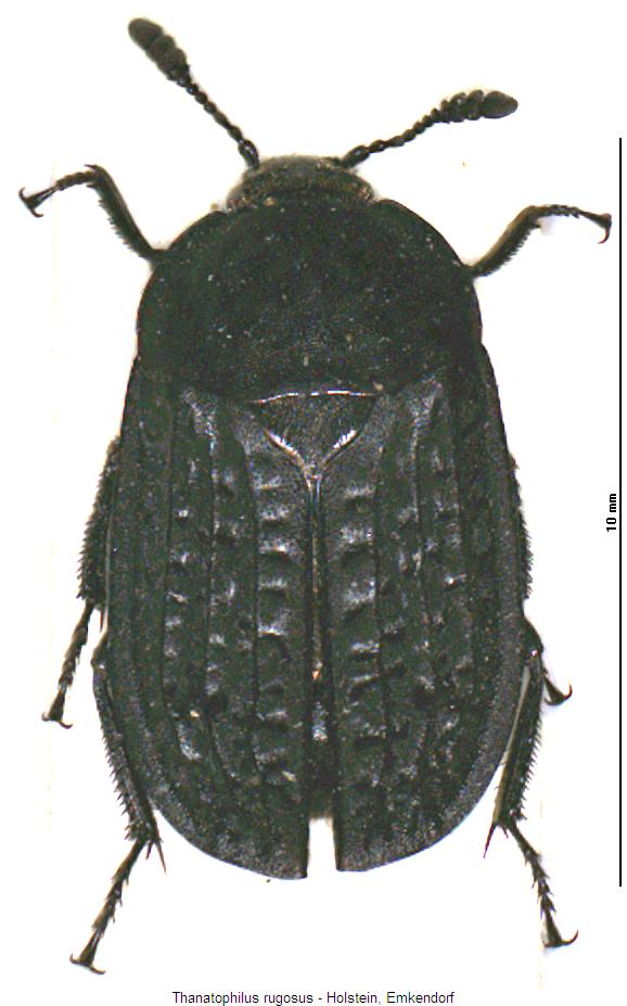 thanatophilus_rugosus_hab.jpg