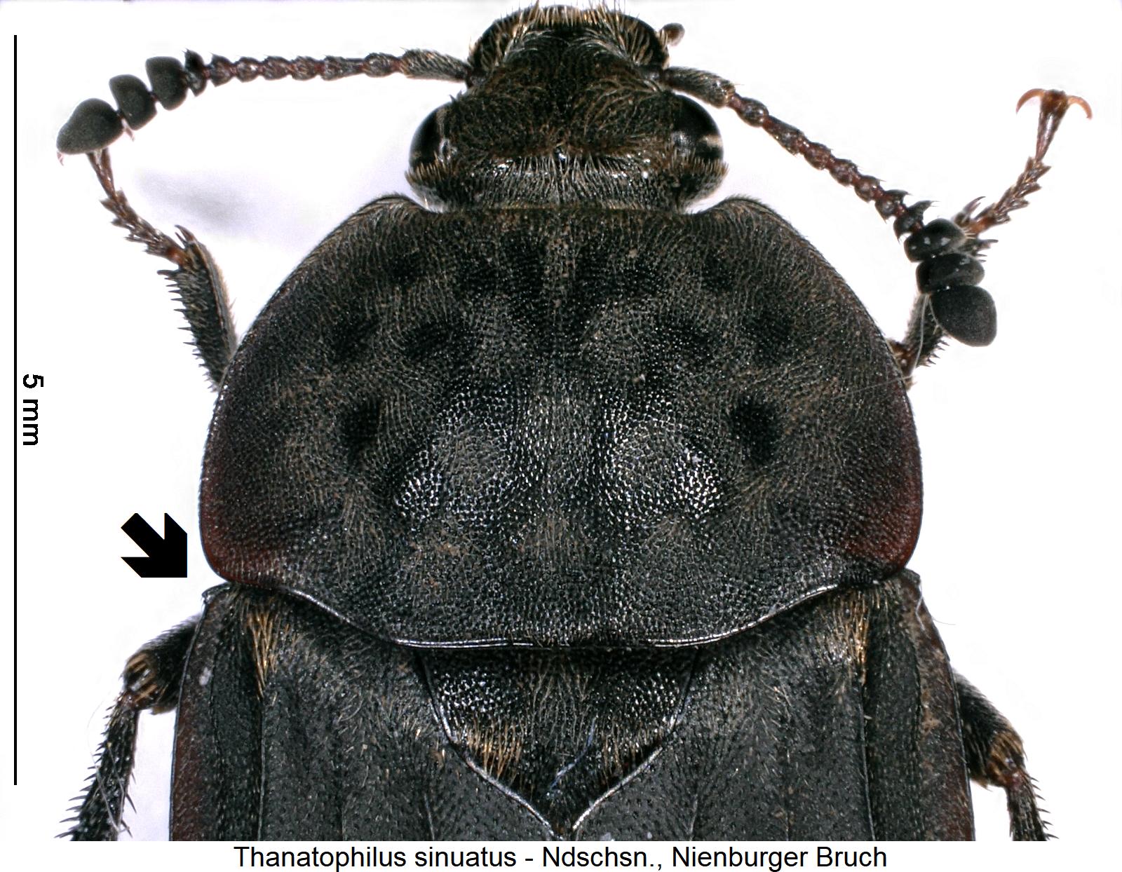 thanatophilus_sinuatus_vk.jpg