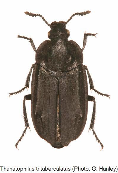 thanatophilus_trituberculatus_hab.jpg