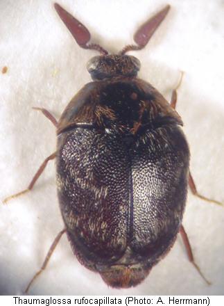 thaumaglossa_rufocapillata_hab.jpg