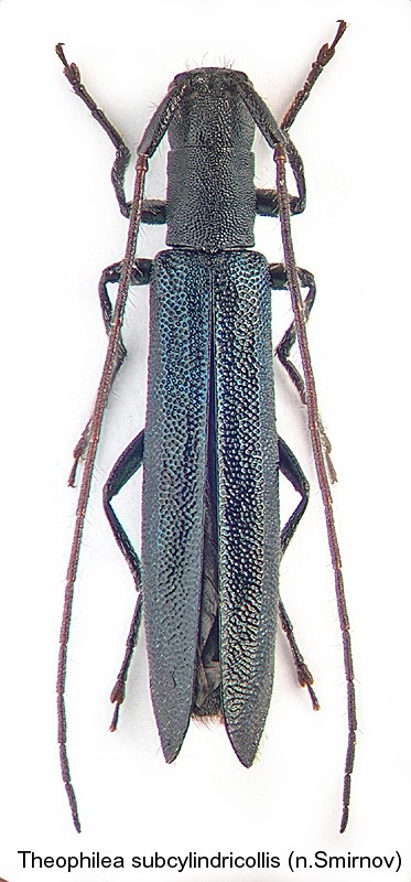 theophilea_subcylindricollis.jpg