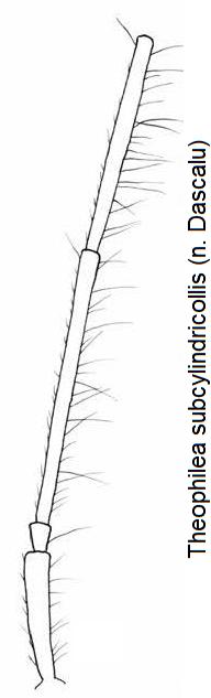 theophilea_subcylindricollis_fuehler.jpg