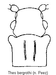 thes_bergrothi_vk.gif