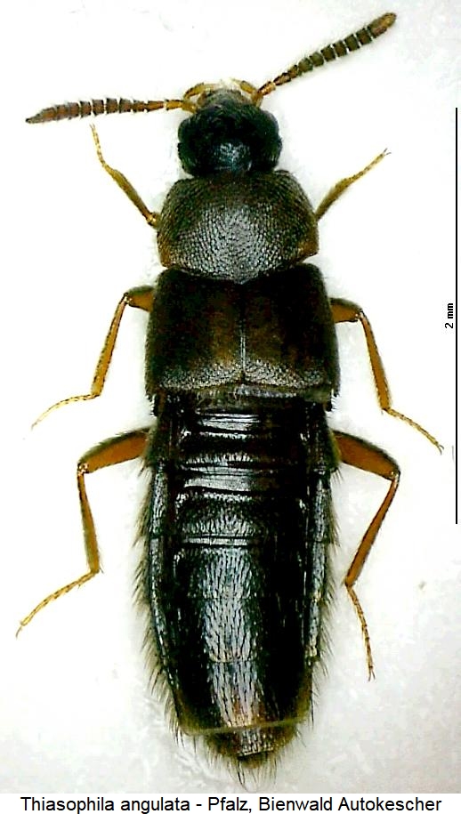 thiasophila_angulata_hab2.jpg