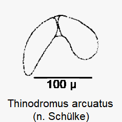 thinodromus_arcuatus_sperm.gif