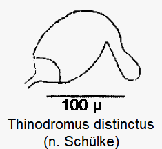 thinodromus_distinctus_sperm.gif