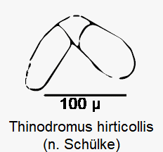 thinodromus_hirticollis_sperm.gif