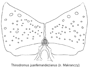 thinodromus_juanfernandezianus_labrum.gif