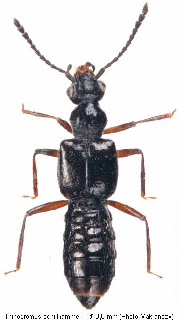 thinodromus_schillhammeri_hab.jpg