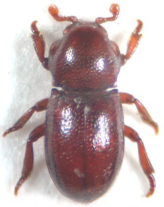 thorictodes_dartevellei.jpg