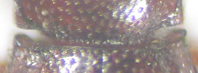 thorictodes_dartevellei_basis.jpg
