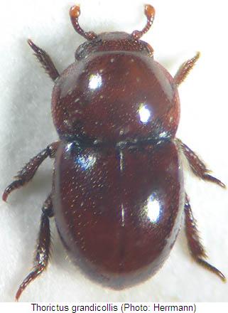 thorictus_grandicollis_hab.jpg