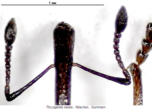 thryogenes_nereis_f.jpg