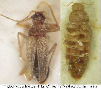 thylodrias_contractus_hab.jpg