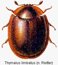 thymalus_limbatus_rtt.gif