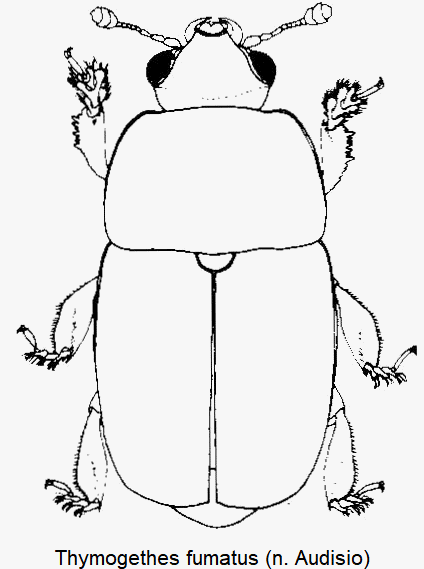 thymogethes_fumatus_hab.gif