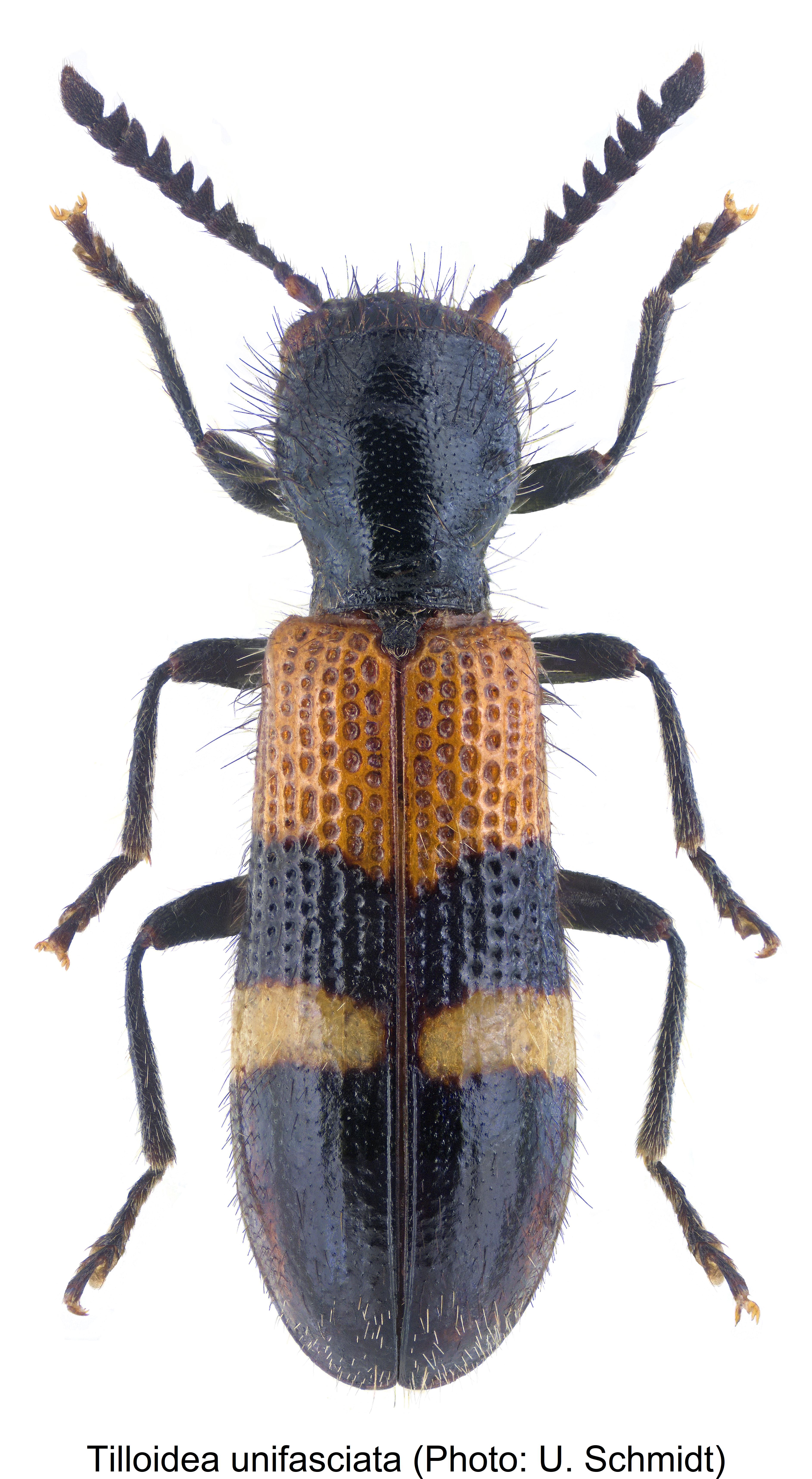 tilloidea_unifasciata_hab.jpg