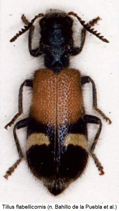 tillus_flabellicornis_hab.jpg