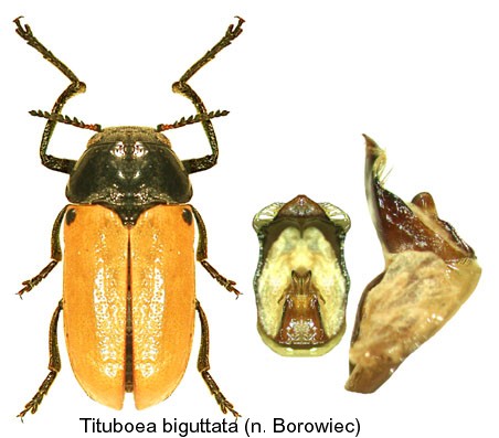 tituboea_biguttata1.jpg