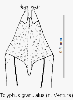 tolyphus_granulatus_ovi.gif
