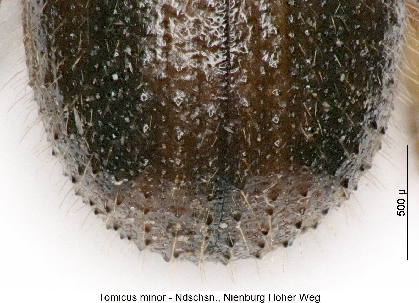 tomicus_minor_hlb.jpg