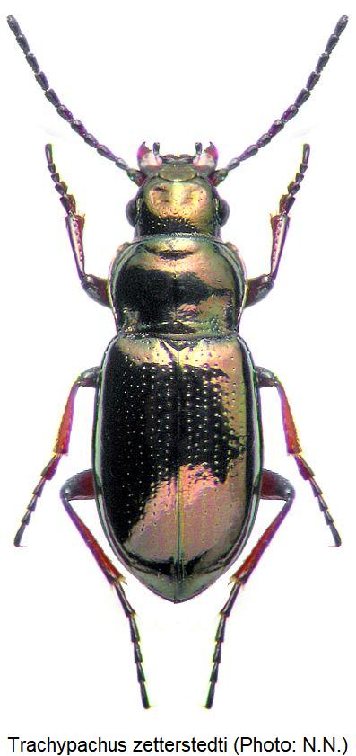trachypachus_zetterstedti_hab1.jpg