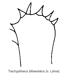 trachyphloeus_bifoveolatus_vschn.gif