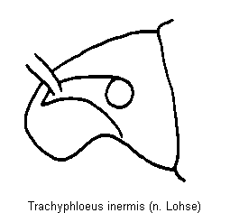 trachyphloeus_inermis_k.gif