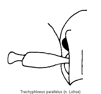 trachyphloeus_parallelus_k.gif