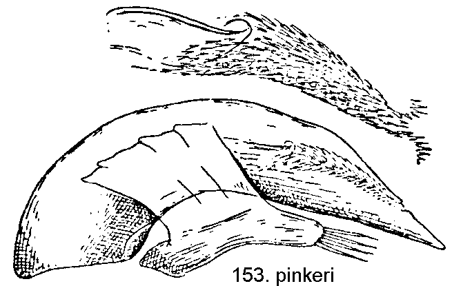 tre1531.gif