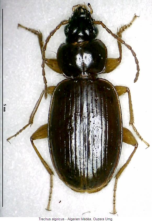 trechus_algiricus_hab.jpg