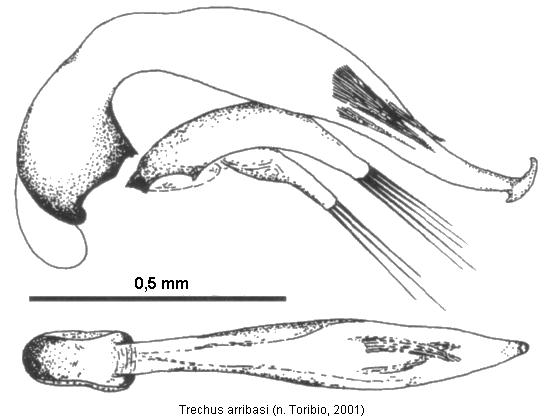 trechus_arribasi.jpg