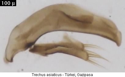 trechus_asiaticus2.jpg