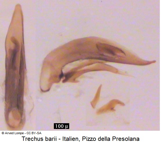 trechus_barii.jpg